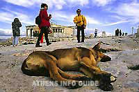 Slimme honden in Athene