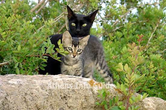 Anafiotika cats