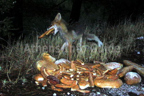 Fox feeding sports on the Athens Mountains