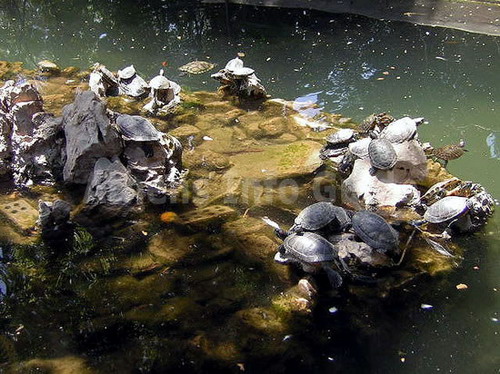 Turtle pond in the National Garden
