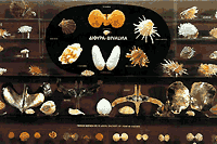 Display of bivalvular molluscs from various parts of the world - Goulandris Museum of Natural History Athens